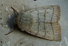 Celerena griseofusa - Dreilinieneule